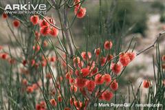 اسکنبیل مژه دار